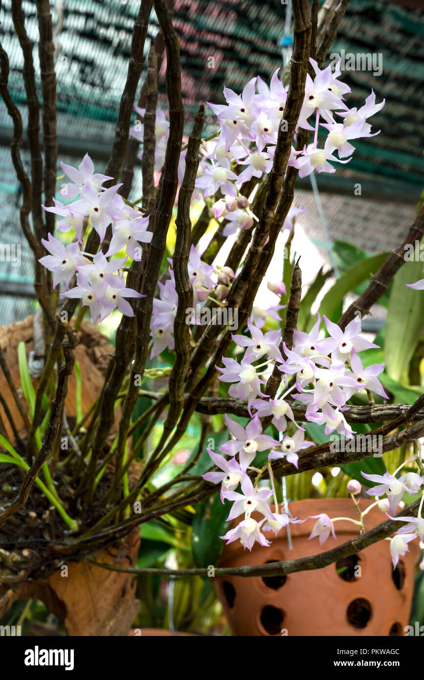 ▷ Orquídeas silvestres: belleza natural en la flora salvaje
