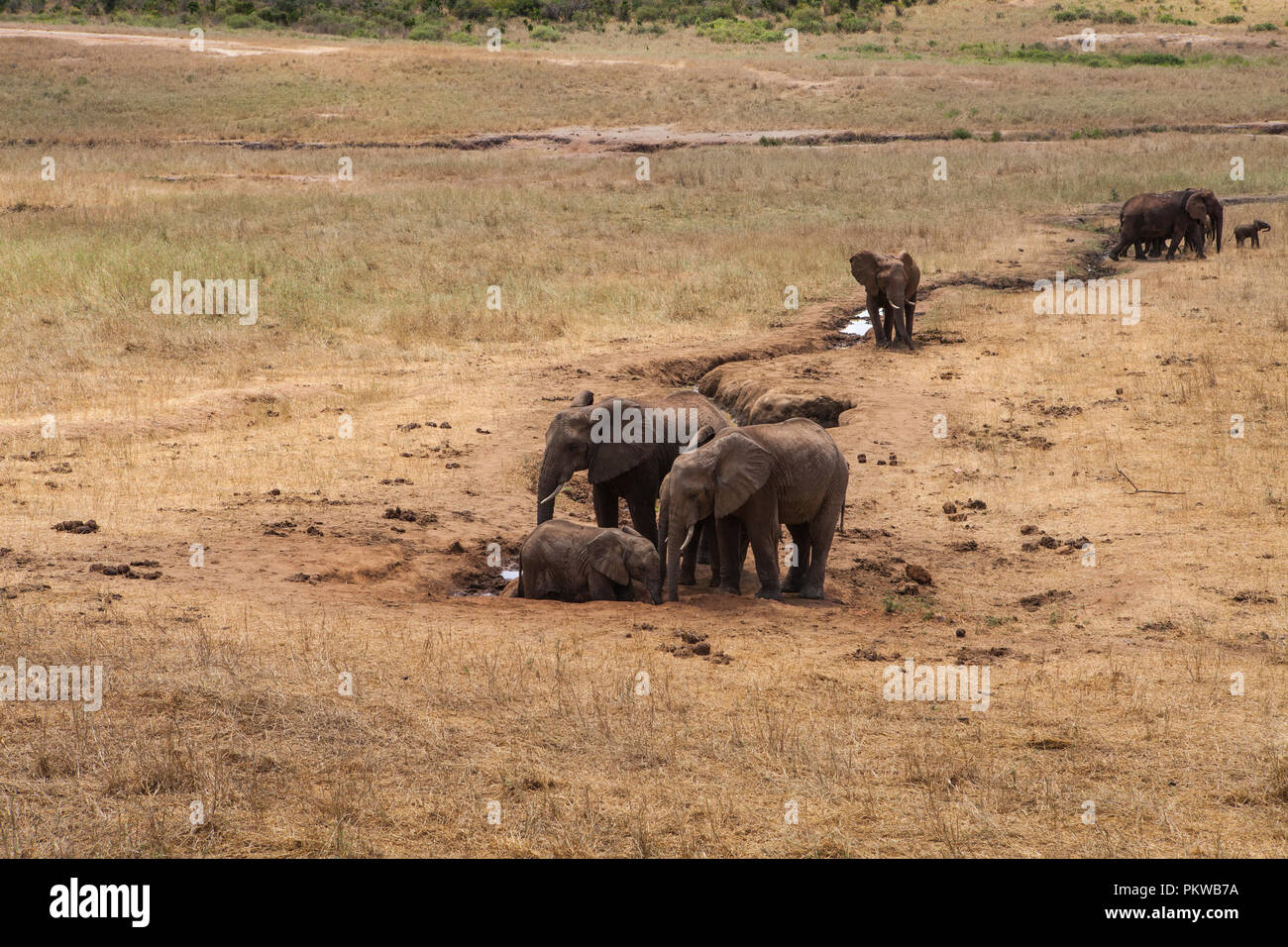 Los elefantes en el Parque Nacional Tsavo, Kenya Foto de stock