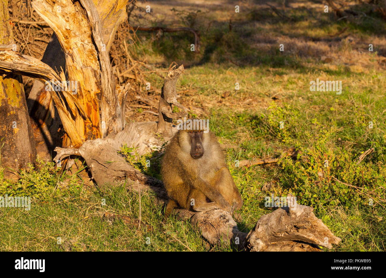 Pintor de monos fotografías e imágenes de alta resolución - Alamy