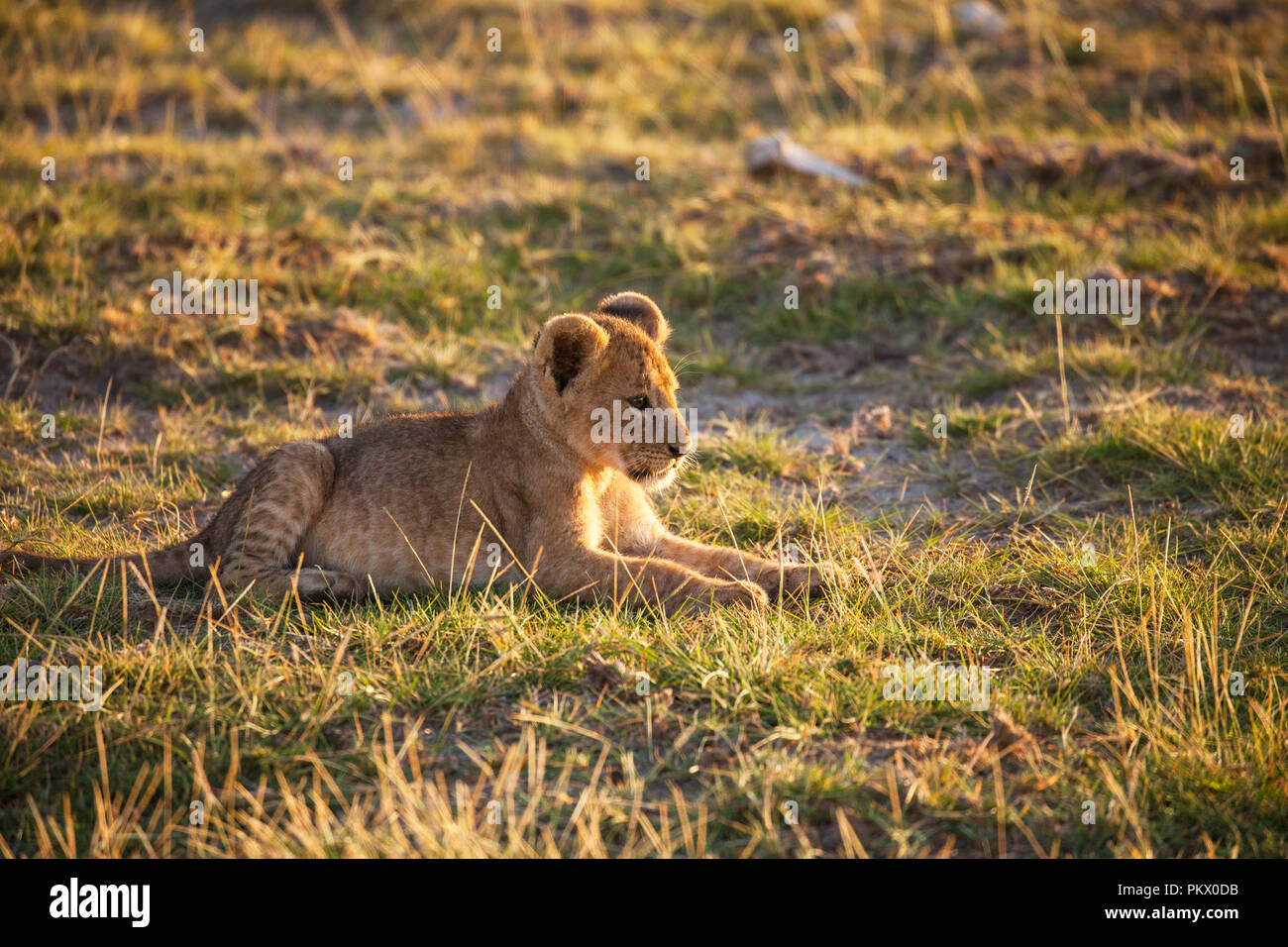 Cachorro de león en el Parque Nacional Amboseli, Kenia Foto de stock