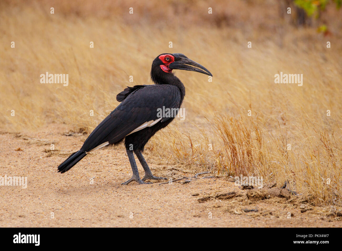 Bucorvus leadbeateri Ground-Hornbill meridional al sur del campamento mopane, el Parque Nacional Kruger, la Provincia del Norte, Sudáfrica, 18 de agosto de 2018 Adulto Foto de stock