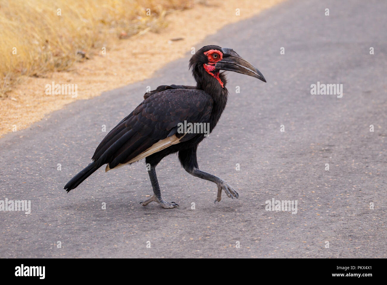 Bucorvus leadbeateri Ground-Hornbill meridional al sur del campamento mopane, el Parque Nacional Kruger, la Provincia del Norte, Sudáfrica, 18 de agosto de 2018 Adulto Foto de stock