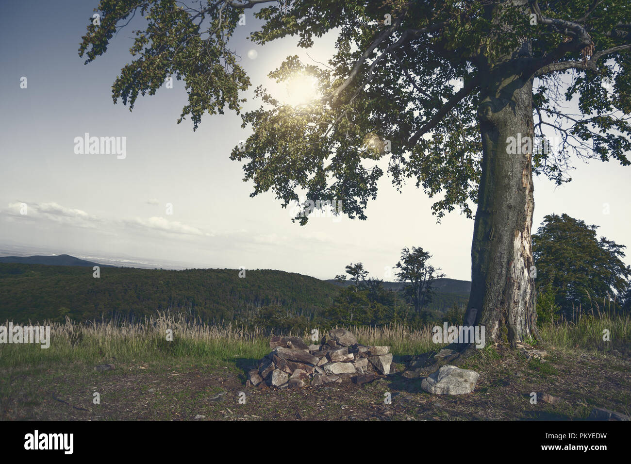Solitario árbol en Sunset Foto de stock