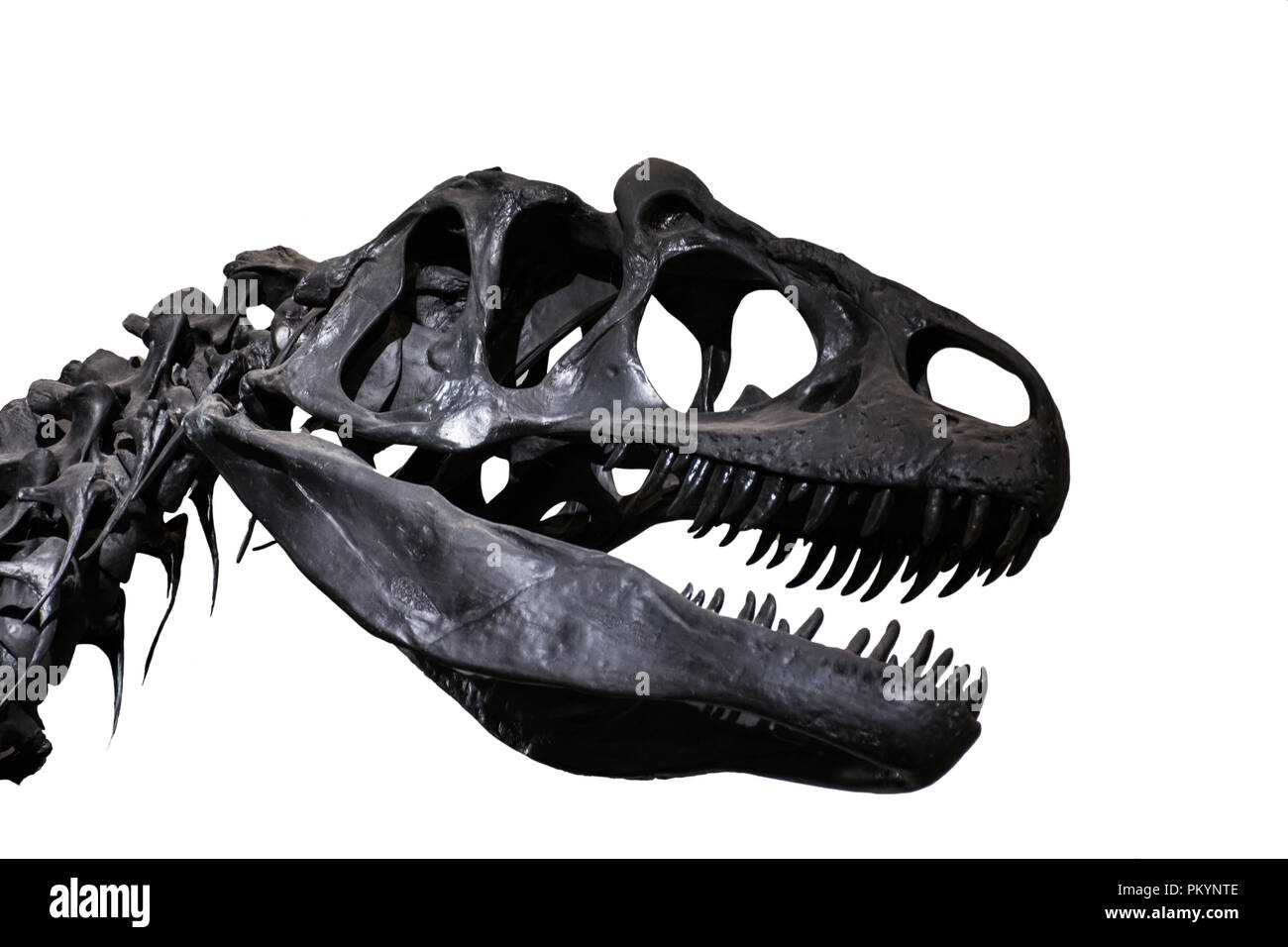 Retrato de un tiranosaurio rex's skull aislado sobre fondo blanco. T-Rex es un dinosaurio carnívoro vivió en época cretáceo Foto de stock