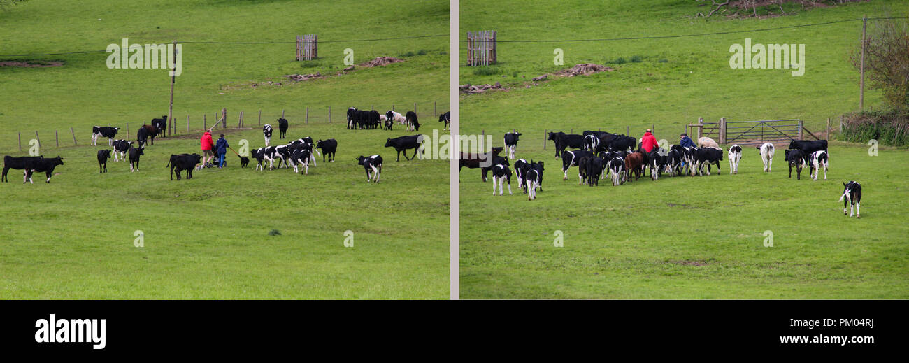 Lo que puede suceder cuando se camina con perros a través de un campo de vacas. (Escaparon ilesos) Foto de stock
