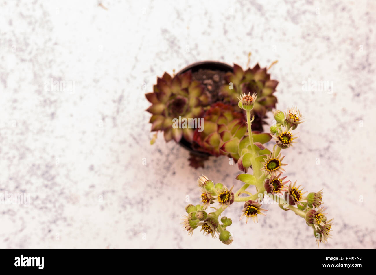 Flor en la maceta. Vista desde arriba. Sempervivum. Foto de stock