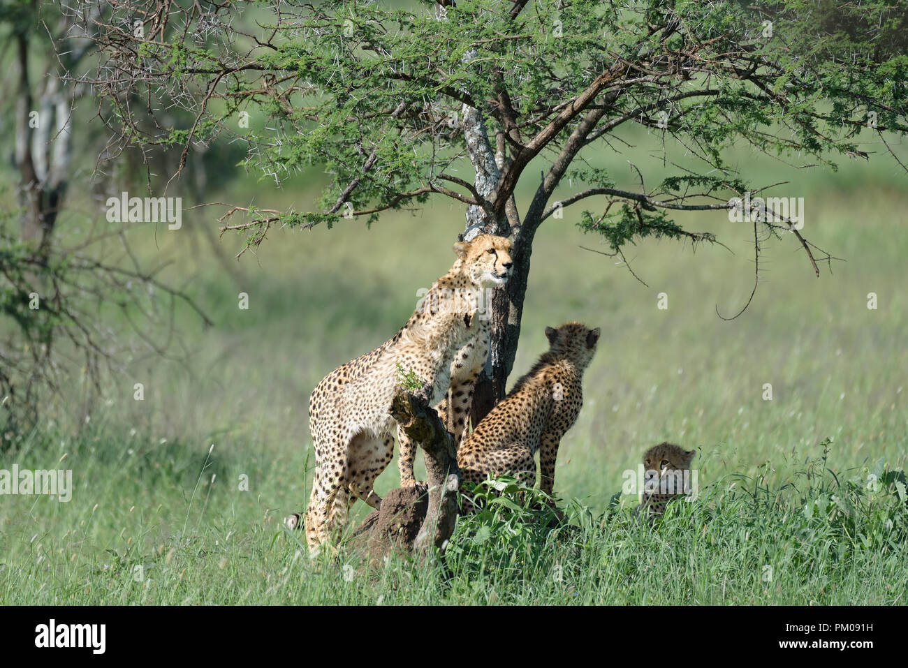 Cachorros de guepardo y descansar bajo la sombra en el Serengeti, Tanzania, África Foto de stock