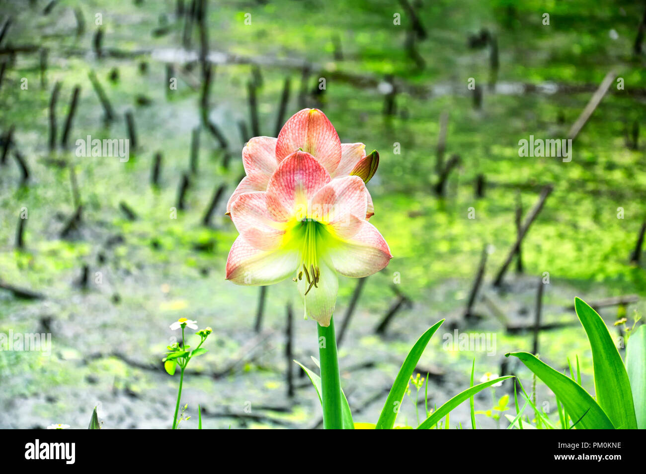 Una sola floración amarullis Bloom, el único género de la subtribu Amaryllidinae (tribu Amaryllideae) en el Jardín Botánico de Taipei. Plantas de la g Foto de stock