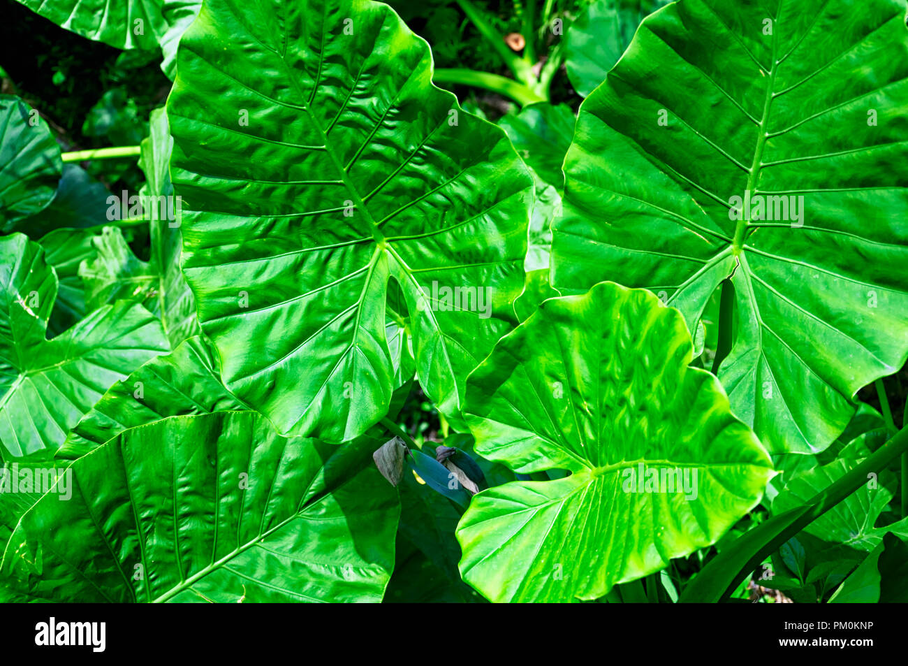 Alocasia macrorrhizos es una especie de planta con flores en la familia de Arum, Araceae, que es nativo de las selvas tropicales de Malasia a Queensland en el Foto de stock