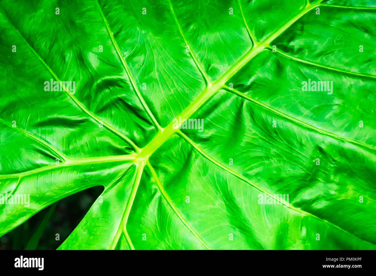 Un primer plano de la Alocasia macrorrhizos planta en la familia de Arum, Araceae, que es nativo de las selvas tropicales de Malasia a Queensland en el Taipei T Foto de stock