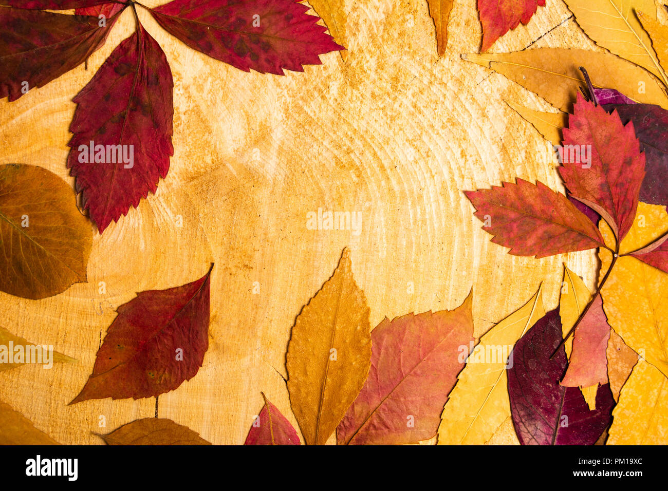 Hojas de otoño sobre fondo de madera natural con espacio de copia Foto de stock