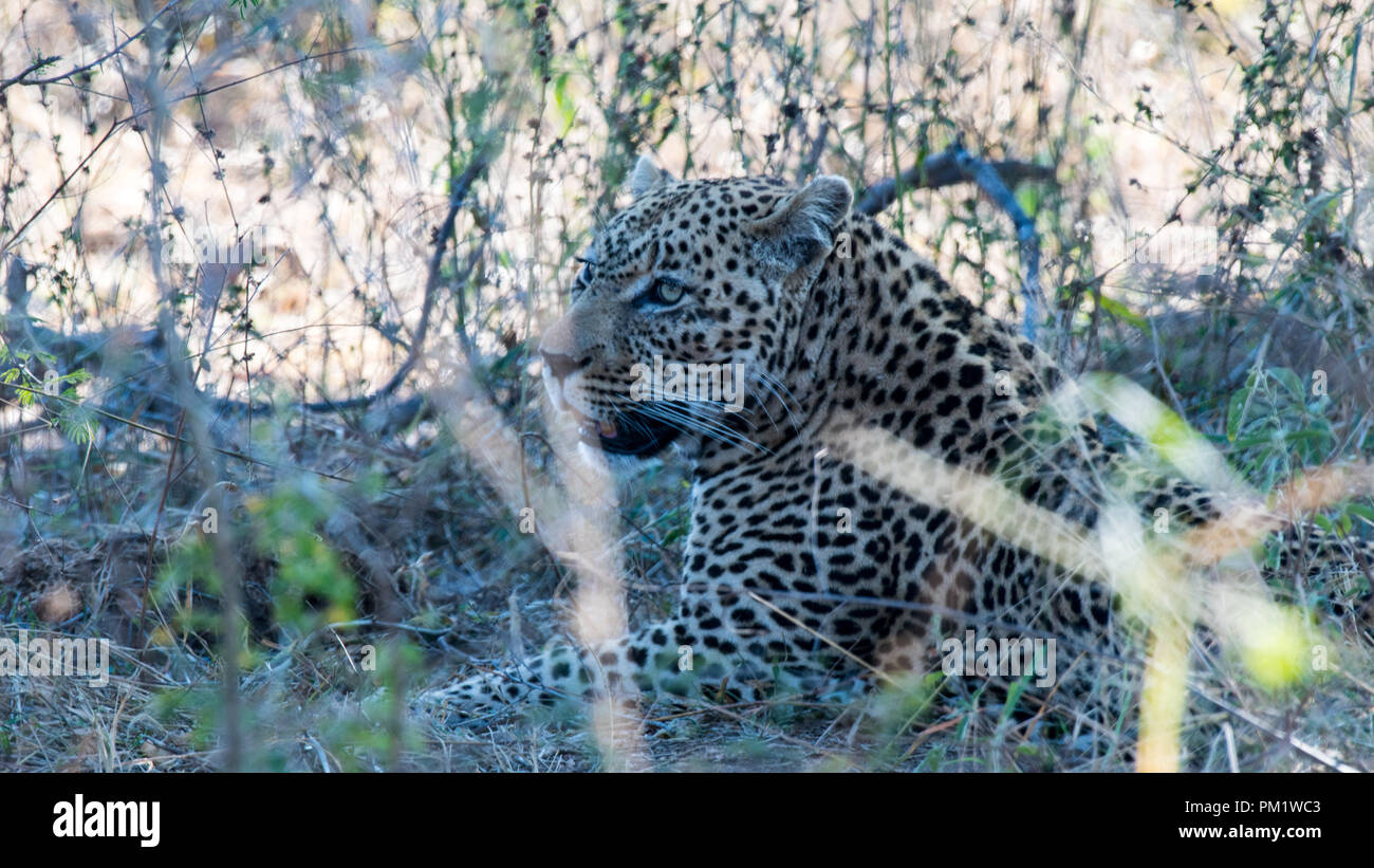 Avistamiento de leopardo en el salvaje con excelente camuflaje en el Parque Nacional Kruger, Sudáfrica. Hay buena luz natural, excelente cubierta de tierra Foto de stock