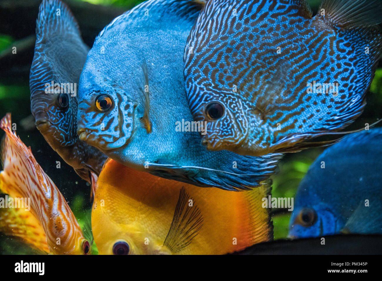 Peces de agua dulce de colores fotografías e imágenes de alta resolución -  Alamy
