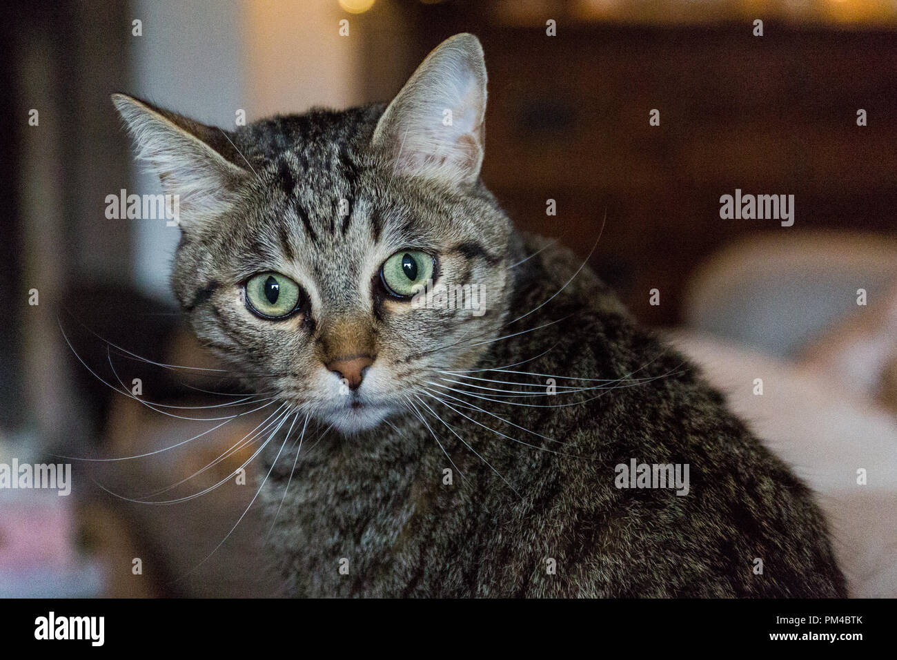 Alarmado mira en Bengala gato mascota. UK Foto de stock
