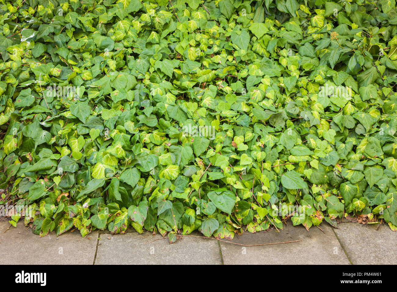La hiedra (Hedera) se utiliza como cubierta de tierra siempreverde de diseño urbano en el REINO UNIDO Foto de stock