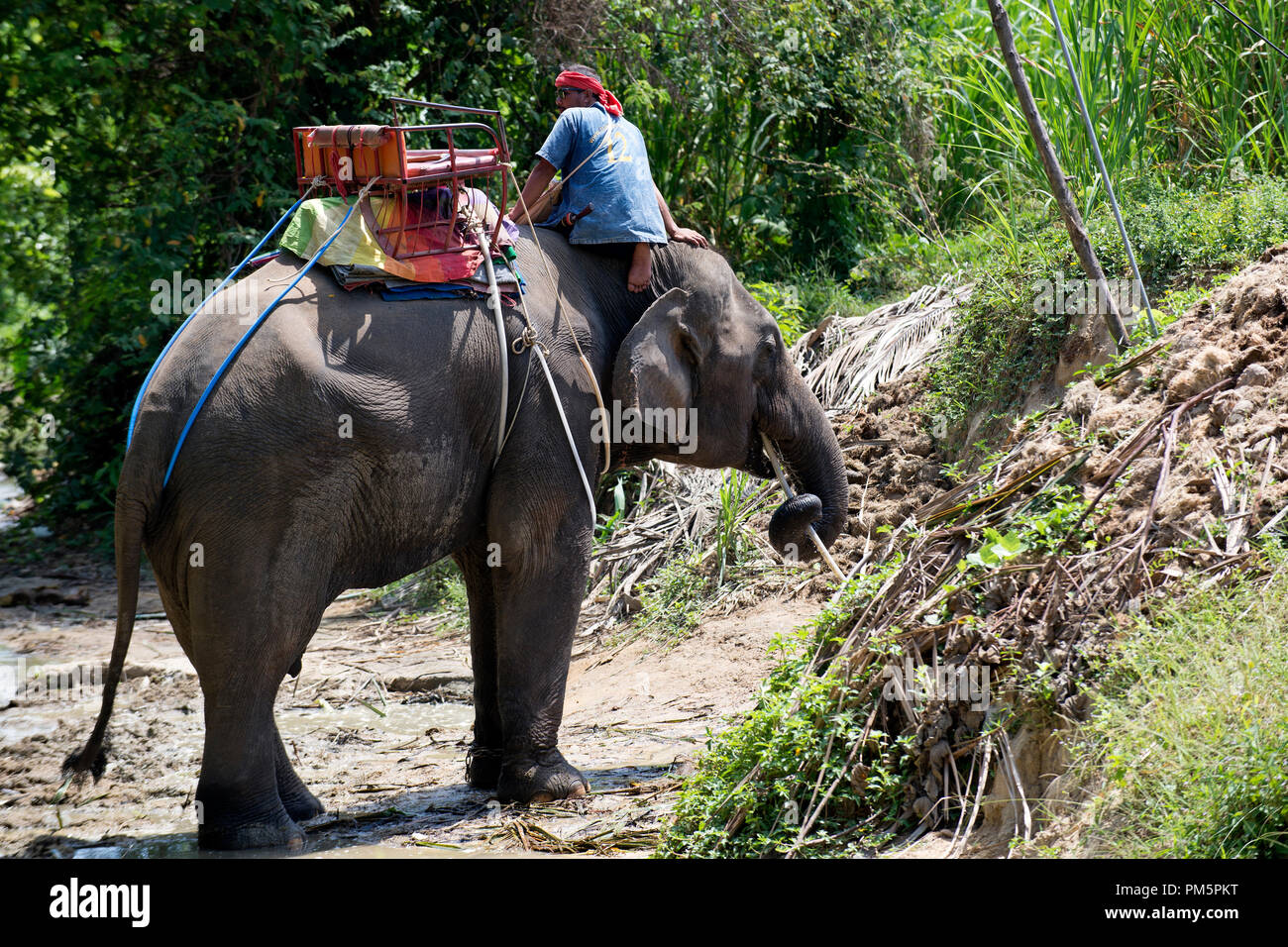 Tailandia, Koh Samui; beber de elefantes (Elephas maximus) antes del viaje en la selva Foto de stock