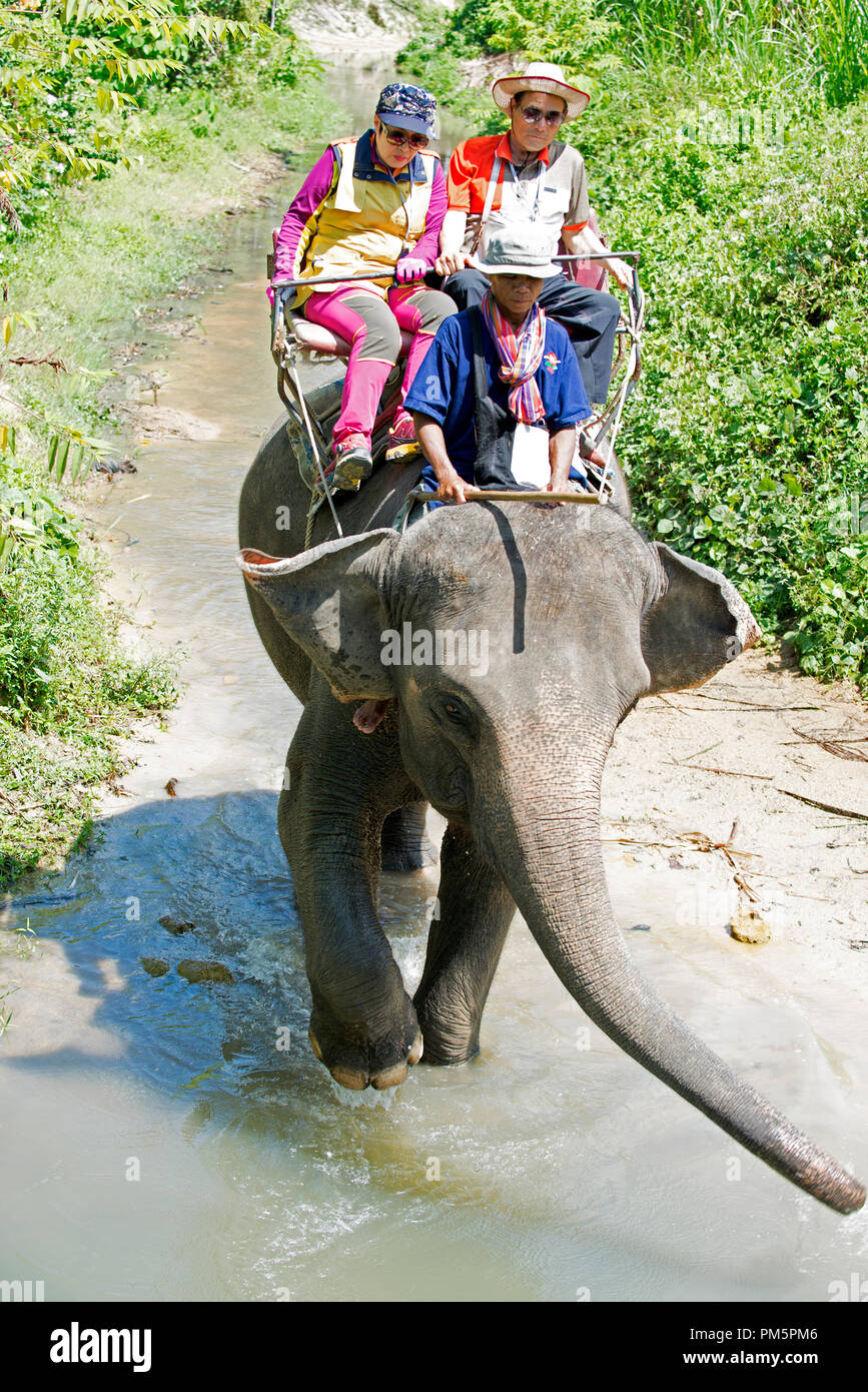 Tailandia, Koh Samui; Elefante (Elephas maximus) con tourrists para un pequeño viaje en la selva Foto de stock