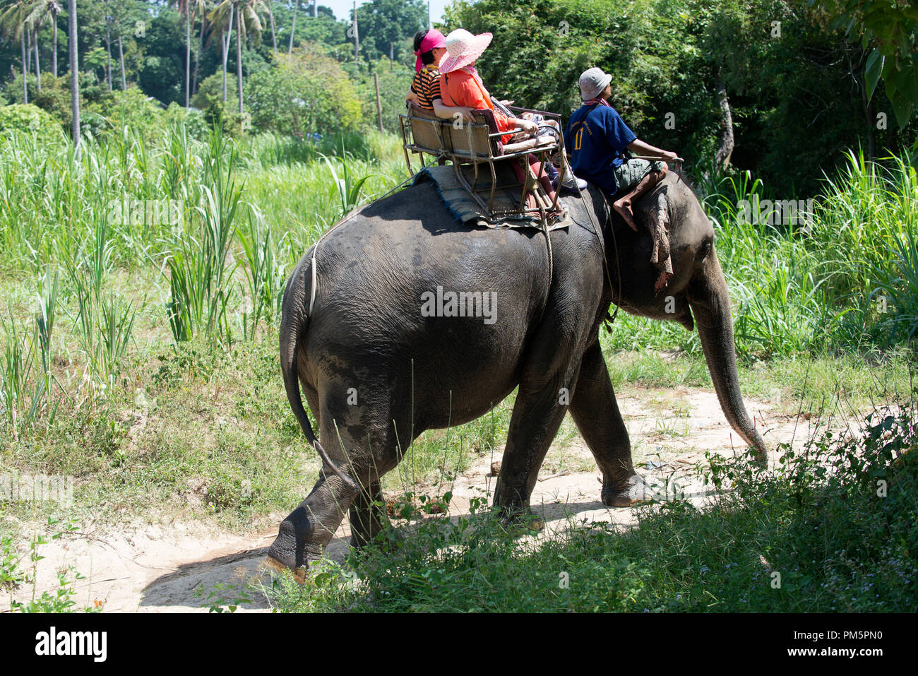 Tailandia, Koh Samui; Elefante (Elephas maximus) con los turistas para un pequeño viaje de ida y vuelta en la selva Foto de stock