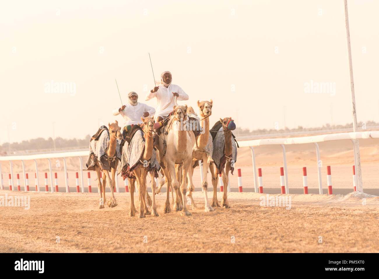 Dos jinetes de camellos de carreras a lo largo de la pista de carreras de camellos en Al Dhfra, Abu Dhabi. Foto de stock