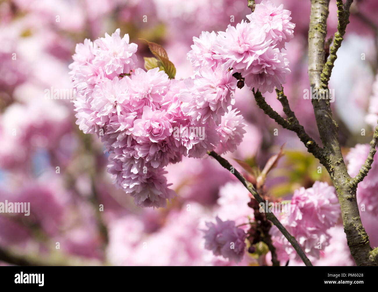 Prunus doble rosa fotografías e imágenes de alta resolución - Alamy