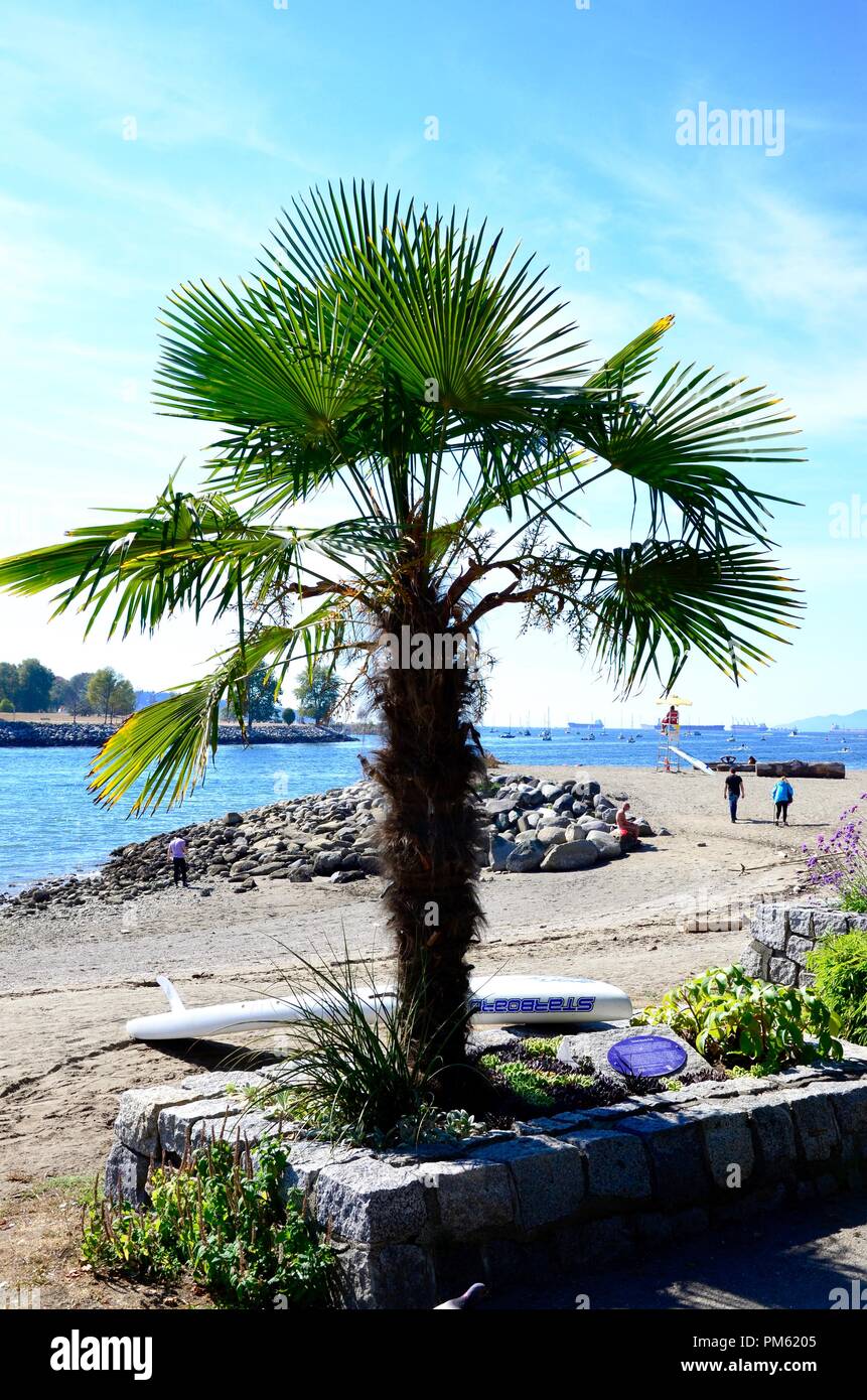 Palm Tree, Vancouver, Canadá Foto de stock