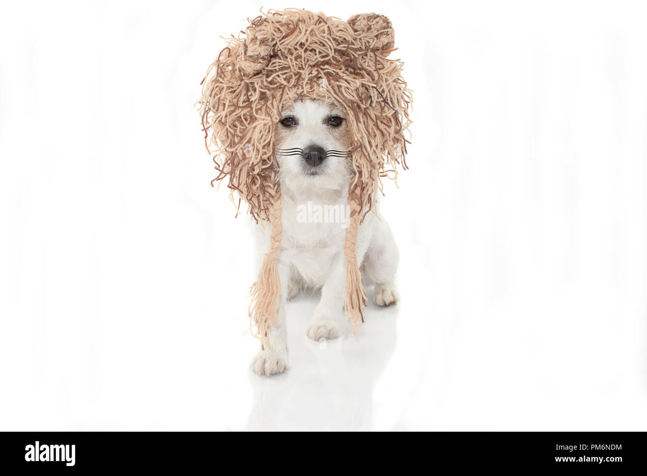 Con León perro gracioso disfraz de Halloween o para una fiesta de carnaval.  Aisladas contra un fondo blanco Fotografía de stock - Alamy