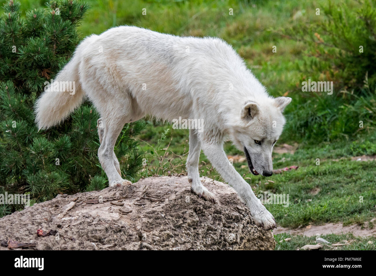 Ártico Canadiense lone wolf / Lobo Blanco Polar / el lobo (Canis lupus arctos) nativa de Canadá Foto de stock