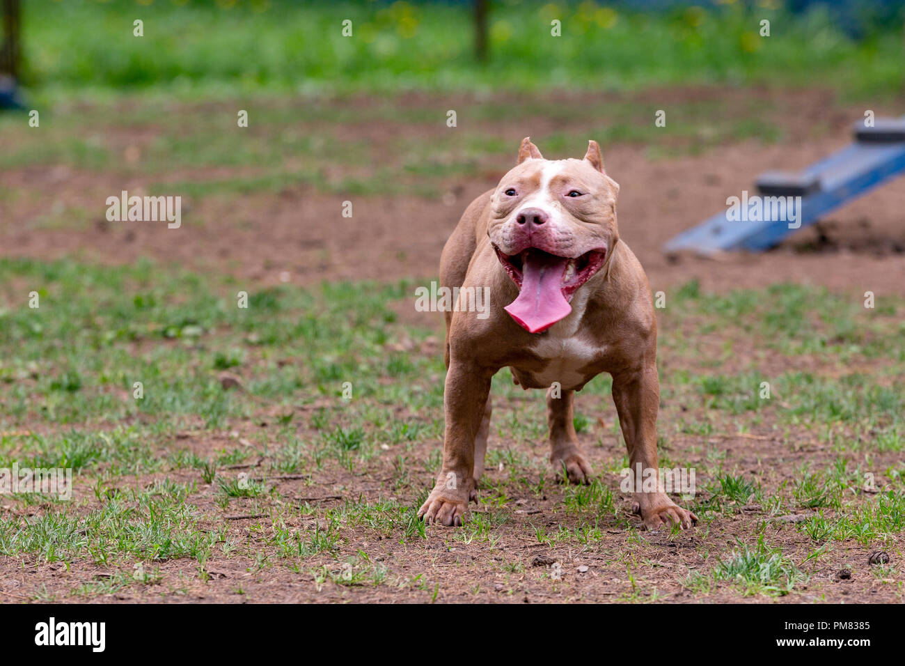 Retrato de perros de pelea por un paseo en el parque. Bull Fotografía de  stock - Alamy