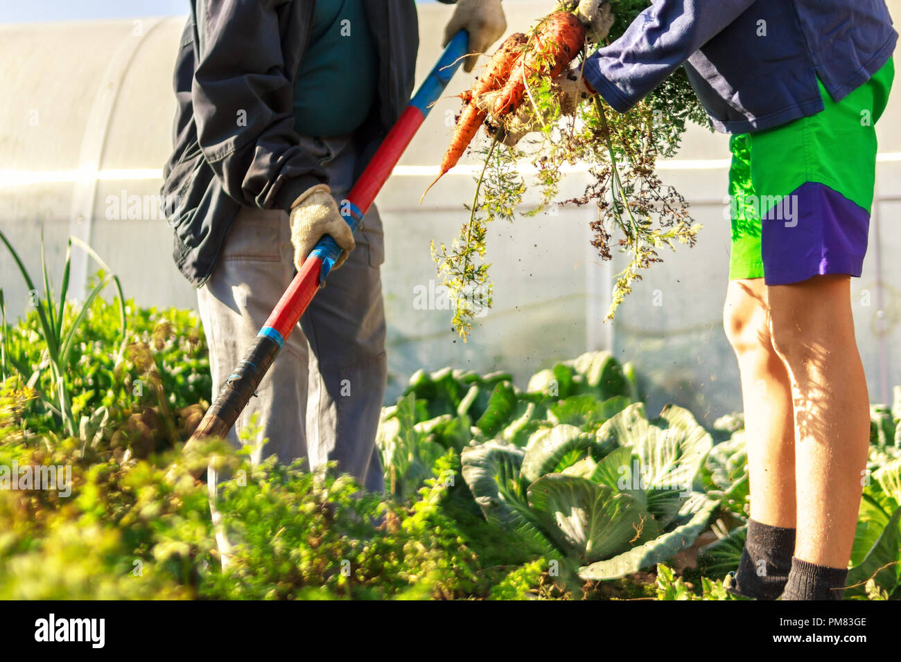 La agricultura dos personas joven adolescente con montón grande sucia  zanahorias naranja fresco en las manos y el anciano con pala en ropa de  trabajo ocupados cosechando un Fotografía de stock -
