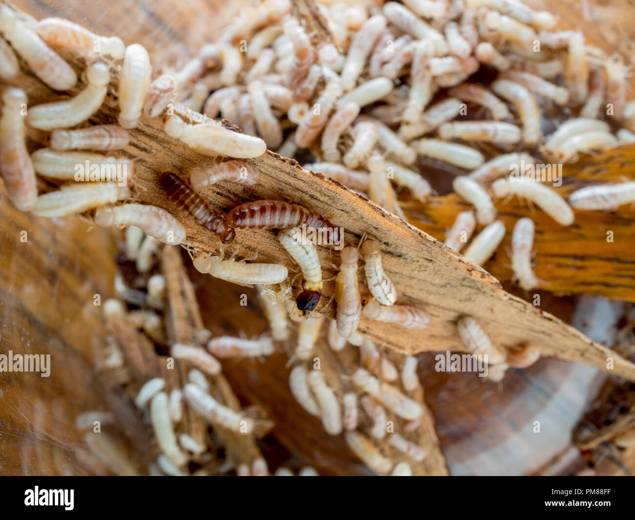 Drywood termitas con la reina y el rey (Cryptotermes) Foto de stock