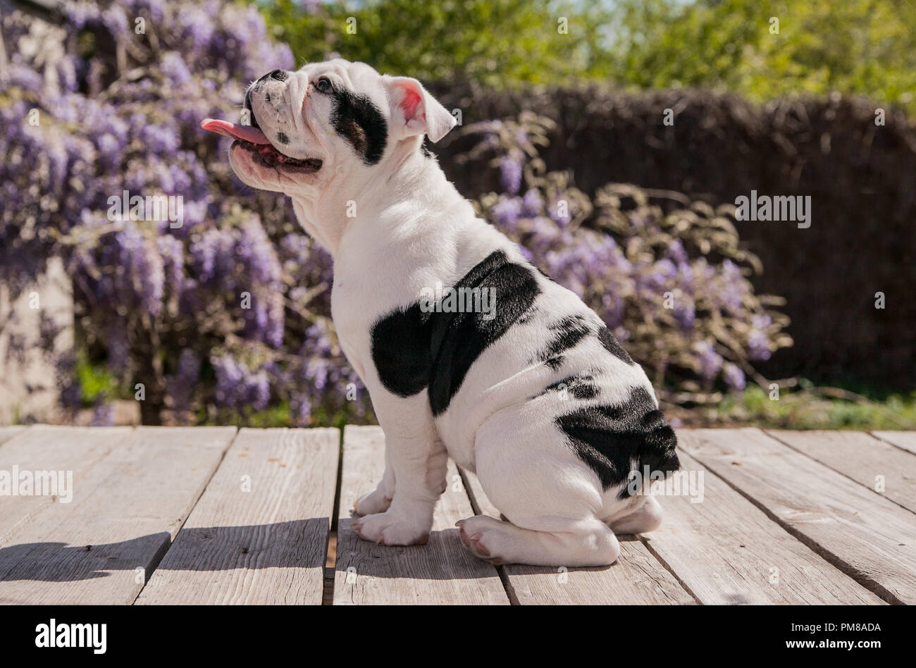 Black White Cachorro Bulldog Bebe Sentado En La Cubierta De La Lanza De Perfil El Esta Mirando Hacia Arriba Como Si El Esta A La Espera De Un Regalo Fotografia De Black White Cachorro Bulldog Bebe Sentado En La Cubierta De La Lanza De Perfil El Esta Mirando Hacia Arriba Como Si El Esta A La Espera De Un Regalo Fotografia De