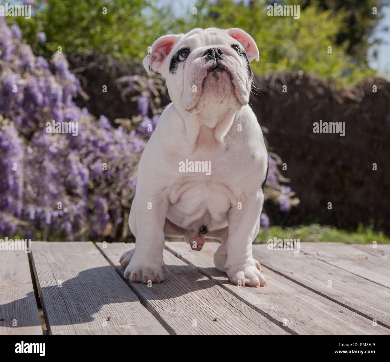 Black White Cachorro Bulldog Bebe Sentado En Cubierta Mirando Hacia Arriba Esperando Para Conseguir Que Tratar Fotografia De Stock Alamy Black White Cachorro Bulldog Bebe Sentado En Cubierta Mirando Hacia Arriba Esperando Para Conseguir Que Tratar Fotografia De Stock Alamy