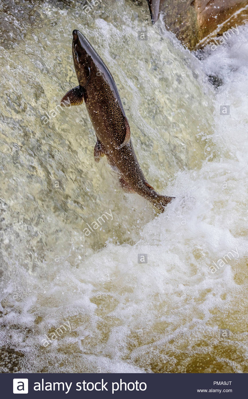 Escalera para peces saltando Salmón Chinook Oncorhynchus tshawytscha