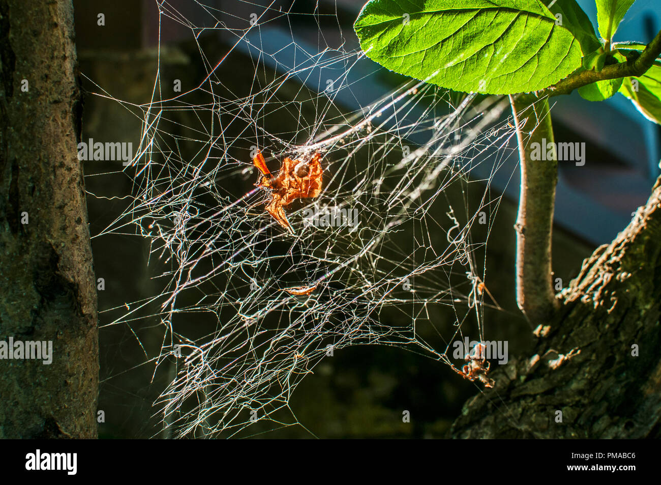 Araña closeup web antecedentes sobre las plantas. Foto de stock
