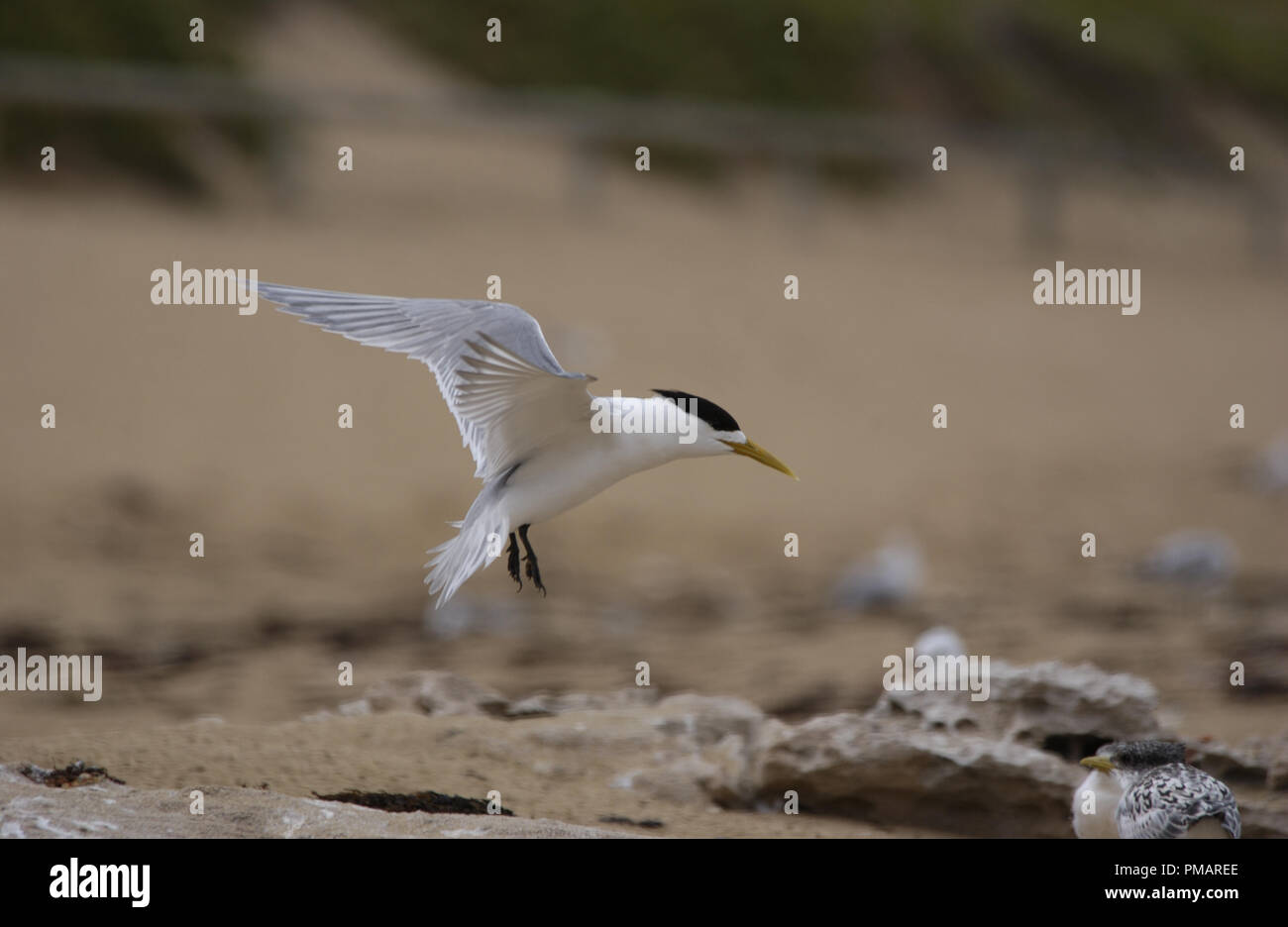 La mayor Crested tern (Thalasseus bergii), también llamado crested tern o swift tern, Australia Occidental Foto de stock