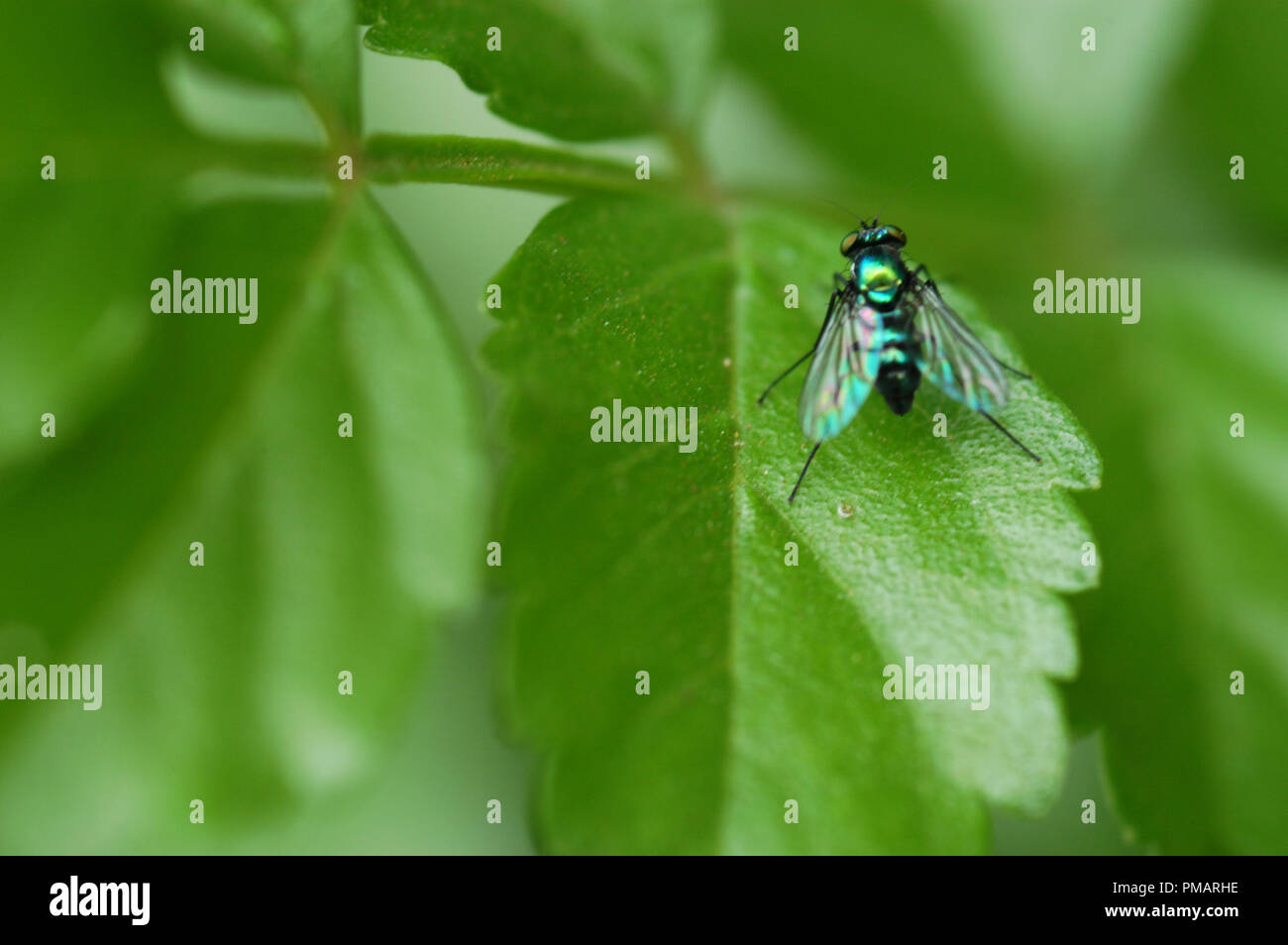 La botella verde común (mosca Lucilia sericata) es un golpe volar encontrados en la mayoría de las zonas del mundo. Foto de stock