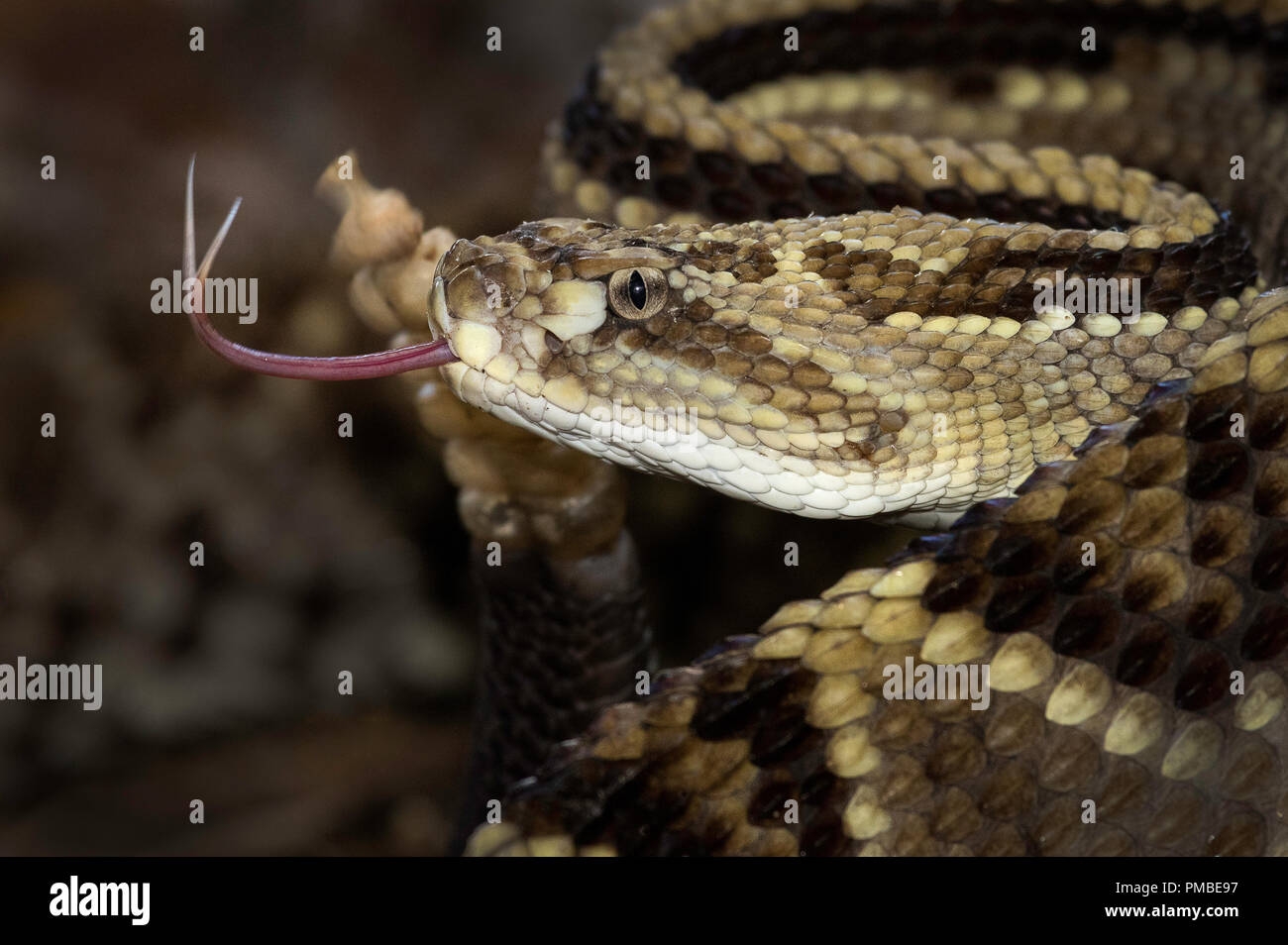 Retrato de una serpiente cascabel neotropicales de América central. Foto de stock