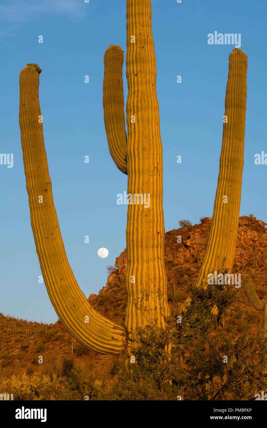 Luna llena, Tortolita montañas cerca de Tucson Marana, Arizona. Foto de stock