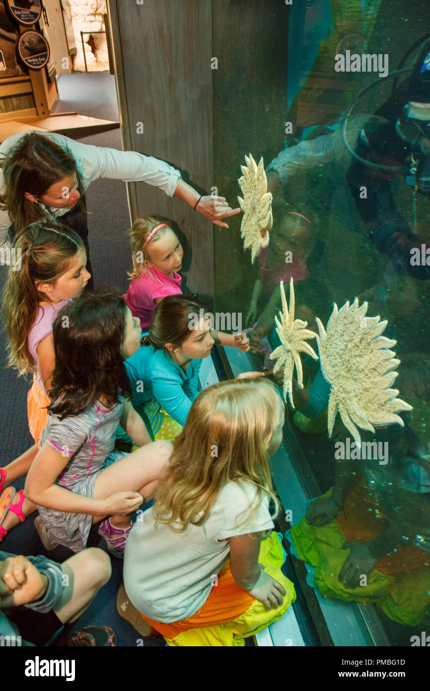 Niños en el Alaska SeaLife Center. Seward, Alaska. Foto de stock