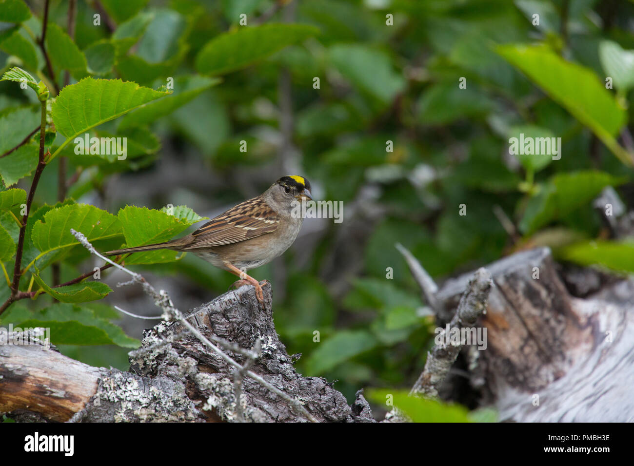 Golden-coronado sparrow, Lake Clark National Park, Alaska. Foto de stock