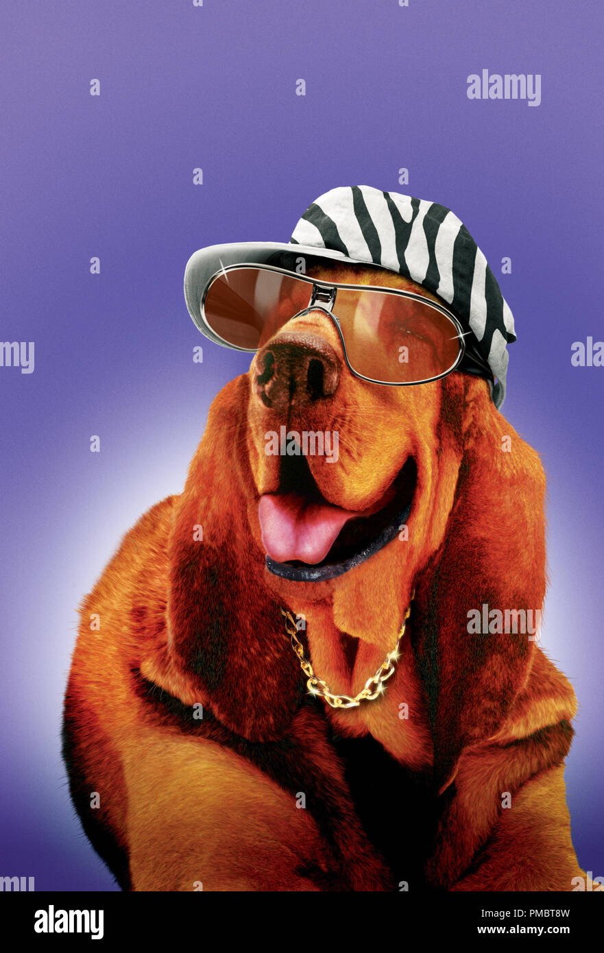 El perro de relámpagos, expresado por Snoop Dogg en Alcon Entertainment's  live action / CGI animación Motion picture familiar "Racing Stripes",  distribuida por Warner Bros Pictures. (2004 Fotografía de stock - Alamy