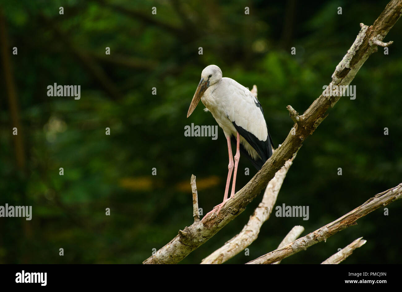 Asian Openbill stork (Anastomus oscitans) Foto de stock