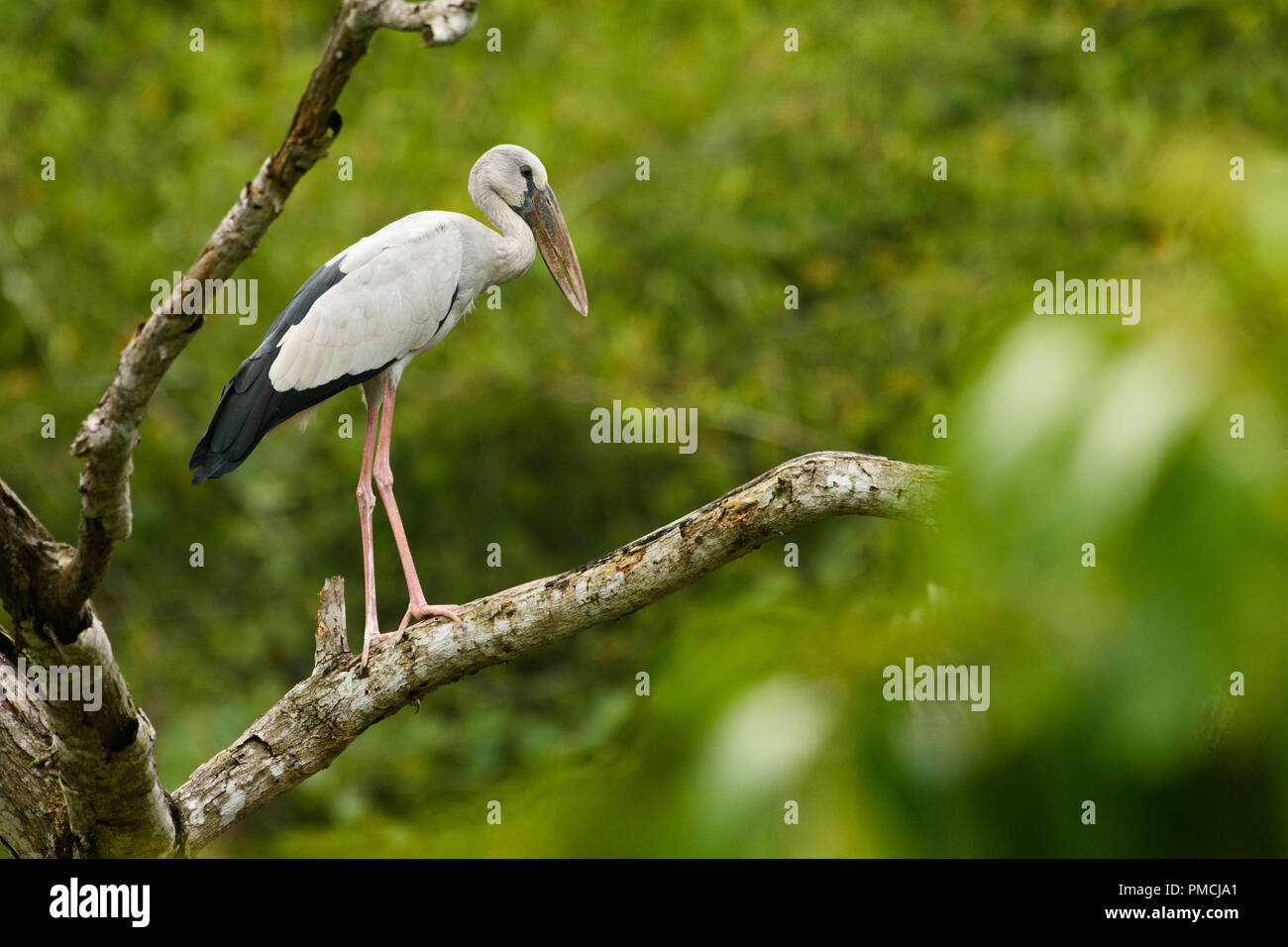 Asian Openbill stork (Anastomus oscitans) Foto de stock