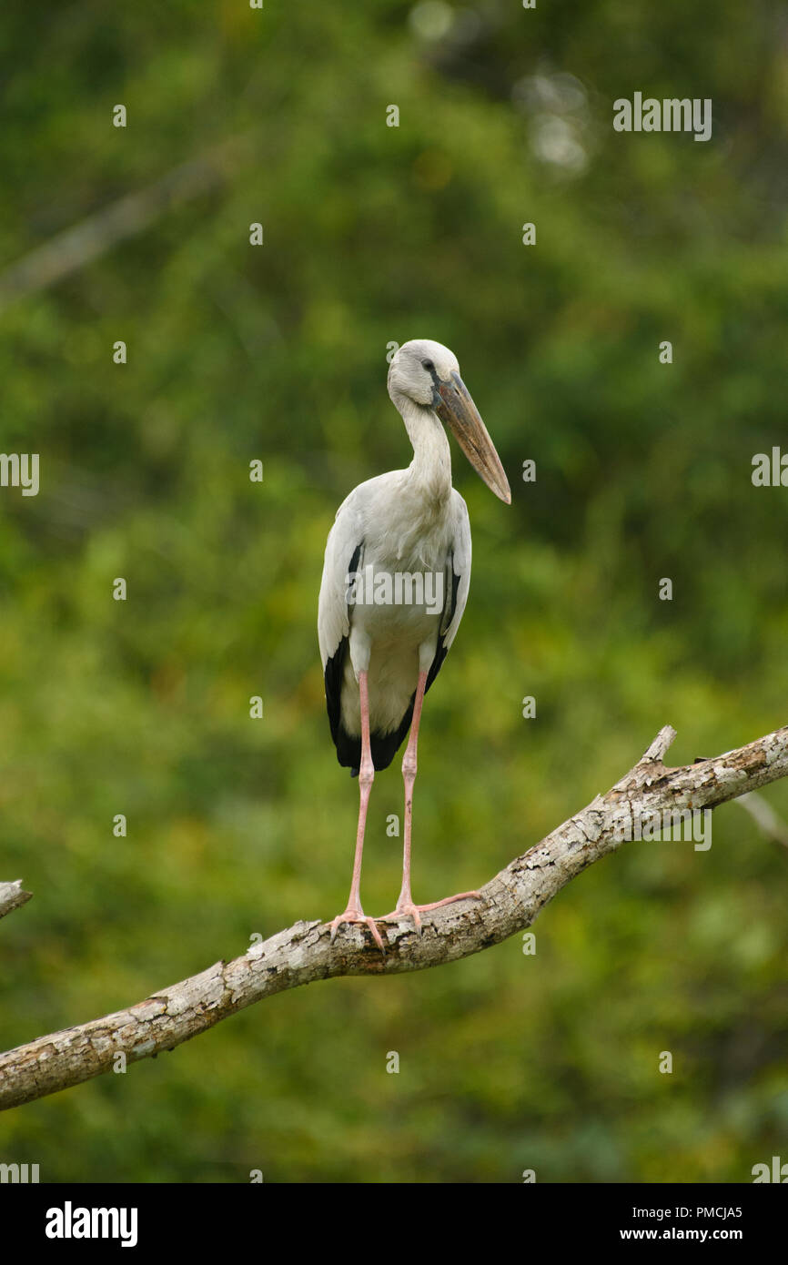 Asian Openbill stork (Anastomus oscitans) Foto de stock