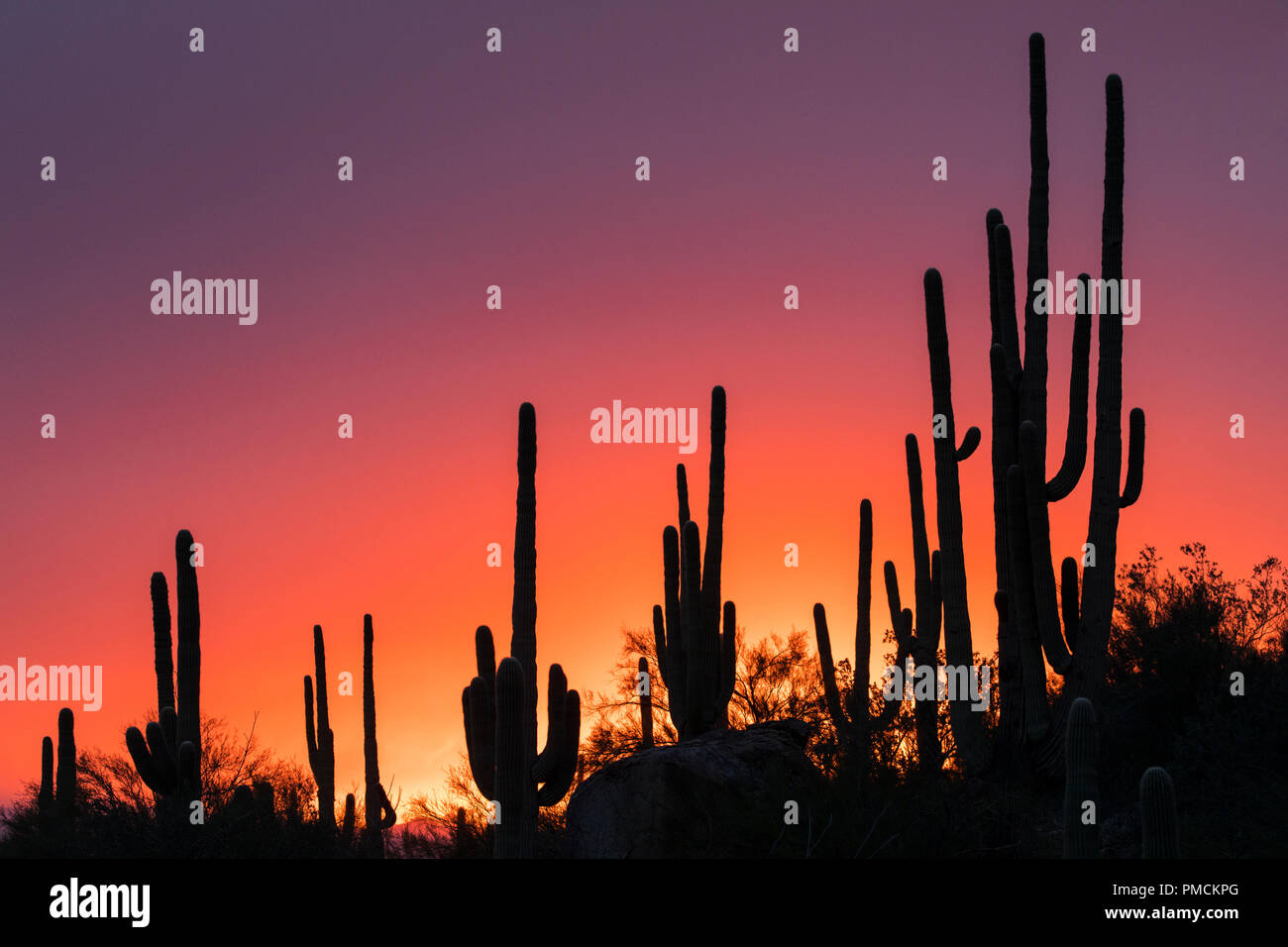 Cactus Sagauro siluetas contra el cielo del atardecer. Arizona. Foto de stock