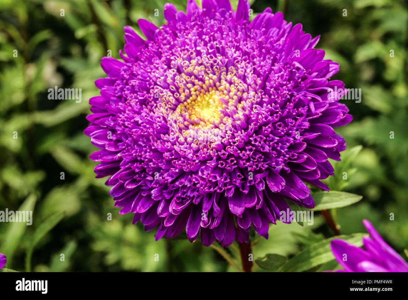 Azul China aster, Calistephus Matador Tiefblau flor Foto de stock