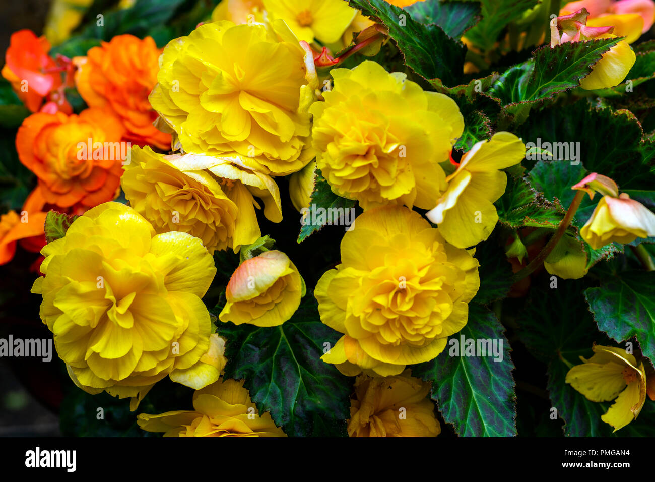 Las begonias amarillo brillante Fotografía de stock - Alamy