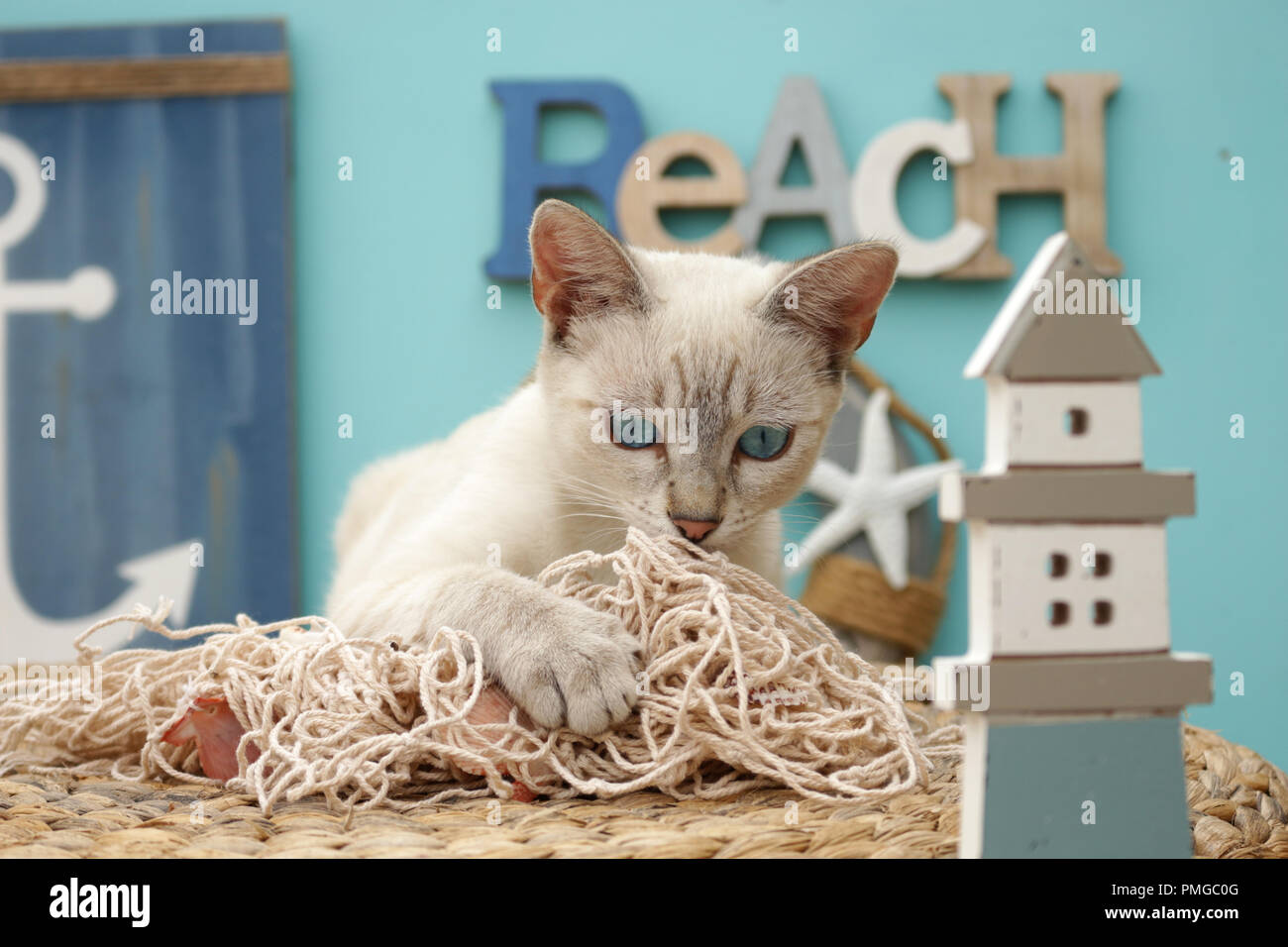 Siameses gato doméstico, mezclar, tabby point Fotografía de stock - Alamy