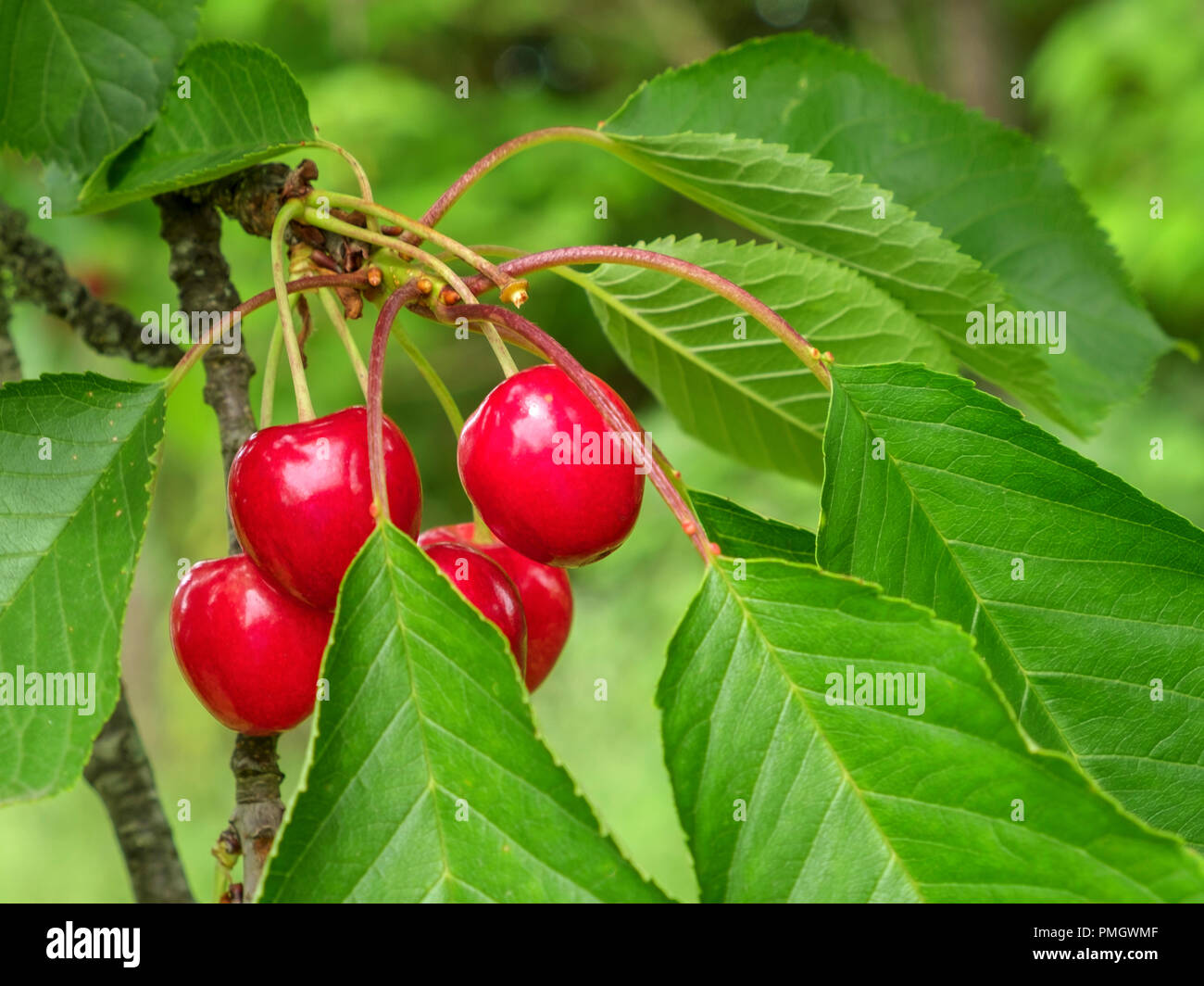 Color rojo cereza madura en el árbol. Foto de stock
