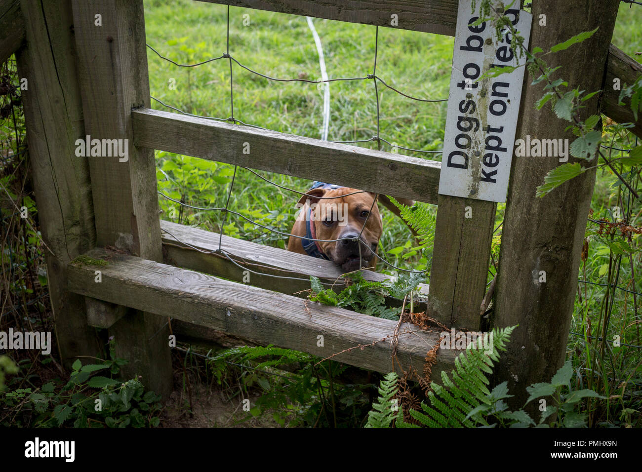Un Staffordshire Bull Terrier en un cable largo compañeros a través del cable de un estilo en la campiña inglesa, el 10 de septiembre de 2018, cerca de Lingen, Herefordshire, Inglaterra, Reino Unido. Antes de entrar en el campo, donde las ovejas pacen, todos los perros están obligados a ser candidatos para evitar ovejas preocupantes, lo que puede resultar en la persecución por parte de los dueños de perros irresponsables. Foto de stock